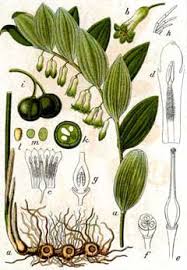 Check spelling or type a new query. Polygonatum Multiflorum Solomon S Seal Eurasian Solomon S Seal Pfaf Plant Database