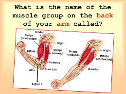 Your back comprises of tons & tons of muscles that need special attention. Muscles And Bones This Lesson Covers Part 1 Five Functions Of Bones Part 2 Parts Of A Bone Part 3 Types Of Joints Part 4 Bone Names Part 5 Ppt Download