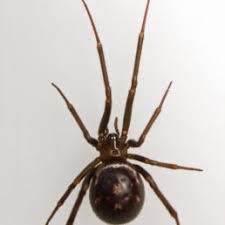 Spiders In Georgia Species Pictures