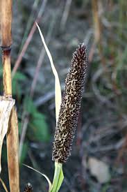 Image result for Cenchrus americanus