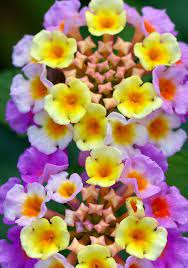 Lantana Camara Pink Caprice Lantana Camara Amazing Flowers Beautiful Flowers