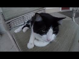 I rushed her to the vet but she was already gone by the time i got there. Killed The Coyotes That Killed My Cat Youtube