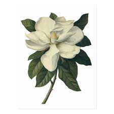 Vintage Blooming White Magnolia Blossom Flowers Postcard Zazzle Com Flower Art Painting Flower Drawing Flower Painting