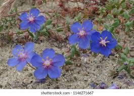 Image result for Lysimachia monelli