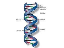 Worksheets can also be regarded. What Are The Base Pairing Rules For Dna Quizlet