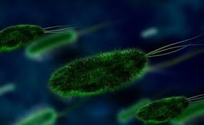 Pylori bacteria infect the lining of the stomach and upper intestine. Magesarsbakterien Telemark Endoskopiklinikk As
