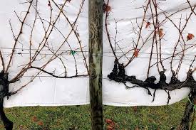 Image result for grape pruning