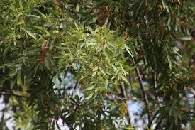 Image result for Searsia acuminatissima