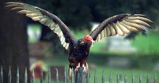 The turkey vulture's highly developed olfactory sense enable individuals to locate concealed carcasses they can fly low to the ground to pick up the scent of dead animals. S A S Common Critters Turkey Vultures Black Vultures More Than Just Mother Nature S Cleanup Crew