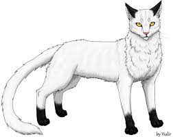 Shadowclan is one of the four main clans of the forest. Blackstar And Shadowclan Warrior Cats Info More