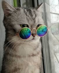 Hiiiiiiiiiiiiiiiiiiiiiiiiiiiiiiiiiiiiiiiiiiiiiiiiiiiiiiii Animais Super Fofos Gato Com Oculos Animais Kawaii