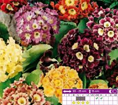 Image result for Primula x pubescens
