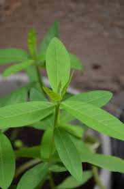 Image result for Hermbstaedtia fleckii