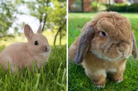 Holland Lop Vs Netherland Dwarf Which Breed Is Best For You