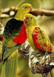 vips exoticbirds oiseaux exotiques beaux oiseaux art a theme oiseau