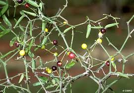 Image result for Capparis citrifolia