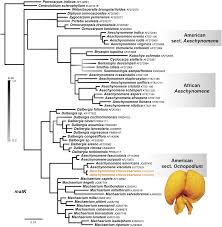 Image result for Kotschya ochreata