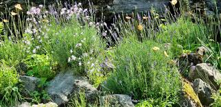 Pret pentru inchiriere fara concurenta: ColecÈionarii De Plante O VizitÄ La GrÄdina BotanicÄ Alexandru Borza Din Cluj Editia De Dimineata