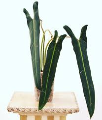 Philodendron Spiritus Sancti Care In 2020 Philodendron Plant Plant Goals Philodendron