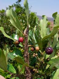 Image result for Euclea