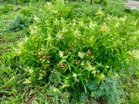 Image result for Hoslundia