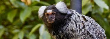 Maybe you would like to learn more about one of these? Marmosets Rspca Org Uk