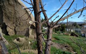 Use this list to help choose fruit trees which yield fruit at different times throughout the season. Don T Cut Off The Fruiting Wood Pruning Lesson Number One Greg Alder S Yard Posts Southern California Food Gardening