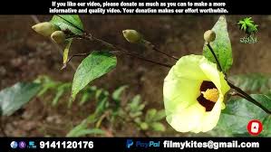 Image result for Azanza lampas