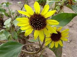Helianthus Annuus Common Sunflower Wild Sunflower Southeastern Arizona Wildflowers And Plants Wild Sunflower Arizona Wildflowers Wild Plants
