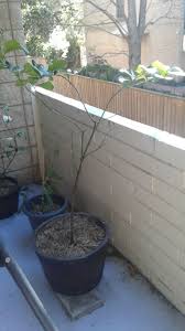 Check spelling or type a new query. Forum Lemon Tree Losing Leaves No Flowers