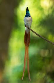 They breed in the high arctic and spend the nonbreeding season farther out to sea than the other two feathers start to grow back over the brood patches a week or so before hatching begins. Nature Birds With Striking Tails
