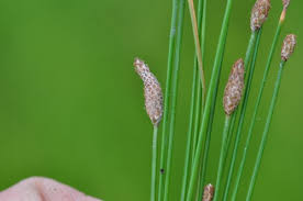 Image result for Eleocharis setifolia