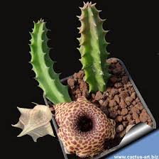 Image result for Huernia kirkii