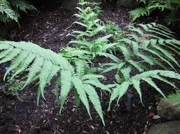 Image result for Pteris commutata