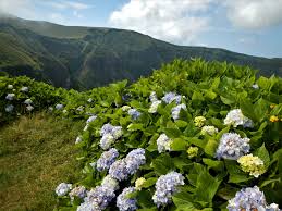 Image result for Hyparrhenia madaropoda