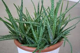 Das rezept ist nichts anderes als der smoothie aus 3 einfachen zutaten: Aloe Vera Verarbeiten Wie Sie Aloe Vera Gel Selber Herstellen