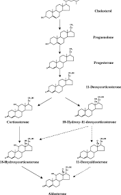 Pregnenolone An Overview Sciencedirect Topics