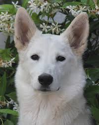 Browse thru thousands of german shepherd dog dogs for adoption in maine, usa area, listed by dog rescue organizations and individuals, to find your match. Westside German Shepherd Rescue Of Los Angeles