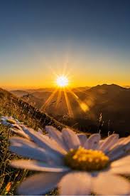 Feel free to share your comments with. 40 Peaceful Examples Of Sunset Photography In 2021 Nature Photography Flowers Nature Photography Summer Nature Photography