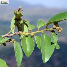 Image result for Bridelia