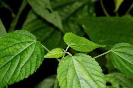 Image result for Acalypha racemosa