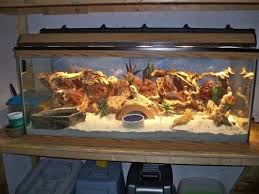 Chinese Water Dragon Tank 75 Gallon Bearded Dragon Habitat For Sale In Isanti Minnesota Bearded Dragon Habitat Chinese Water Dragon Bearded Dragon