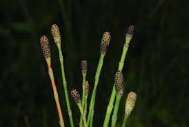Image result for Equisetum ramosissimum