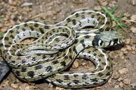 You will be sent a reply email to the address you provided. Checkered Garter Snake Features Distinct Pattern