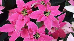 Check spelling or type a new query. Caring For Christmas Plants Poinsettia Amaryllis Christmas Cactus Cyclamen The Old Farmer S Almanac