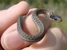 Pin On Garter Snakes Ppt Assignment