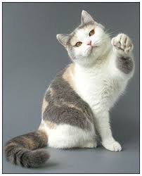 Blue Tortie And White Bicolour British Shorthair Cats American Shorthair Cat British Shorthair