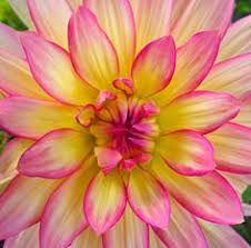 A simple string ties the pink and yellow flowers together in this antique, blue vase. 140 Yellow And Pink Flowers Ideas Flowers Pink Flowers Beautiful Flowers