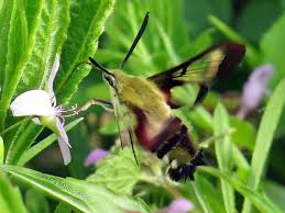 Nighttime visitors, two hummingbird moths getting a headstart on nectar from the hummingbirds favorite flowers. The Hummingbird Moth Trekohio
