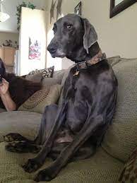What I Call A Black Pearl Weimaraner So Dark And Lovely Blue Weimaraner Grey Dogs Weimaraner